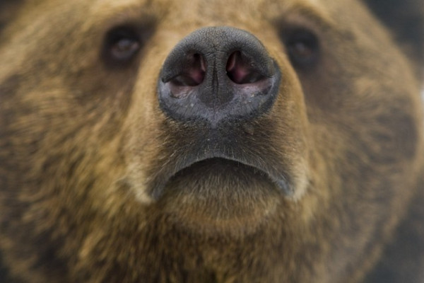 Jósoltak a medvéink!