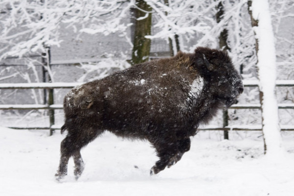 Állatparkunk minden évszakban más és más arcát mutatja