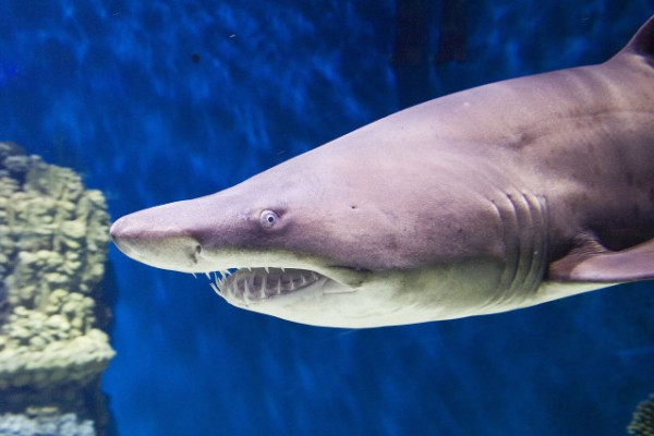 Egy hím homoki tigriscápa ( Carcharias taurus) érkezett  Állatparkunk Ócenáriumába, az itt élő nőstény mellé. 