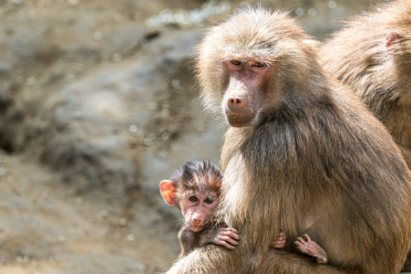 Szép számmal gyarapodott az ország legnagyobb pávián csapata