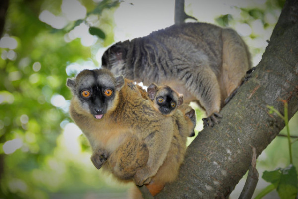Sárgaszakállas maki ikrek  születtek  Állatparkunkban .