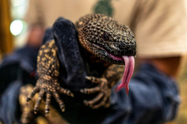 Mexikói viperagyík érkezett Állatparkunkba