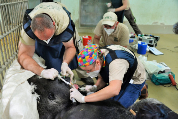 Életmentő beavatkozást  hajtottak végre   Állatparkunk ezüsthátú gorilla hímjén