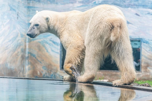 Február 27 a Jegesmedvék Világnapja