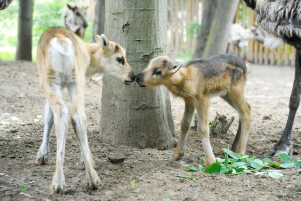 Szépen gyarapodik állatparkunk rénszarvas állománya
