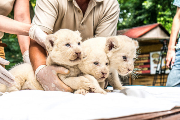 Három fehér oroszlán született Állatparkunkban