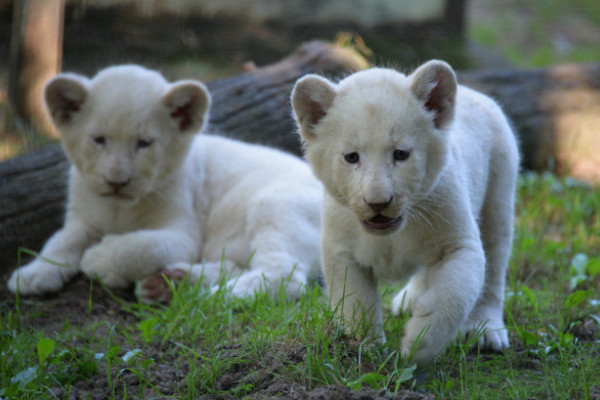 Nevet kaptak  Állatparkunk fehér oroszlánkölykei