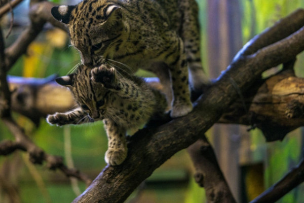 Igazi ritkaságot sikerült lencsevégre kapnunk. Geoffroy-macska született Állatparkunkban