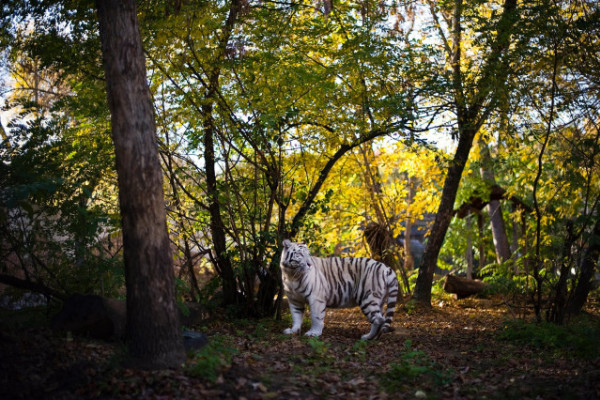 Tisztelt Látogatóink! Az őszi szünetben is, minden nap várjuk Önöket!