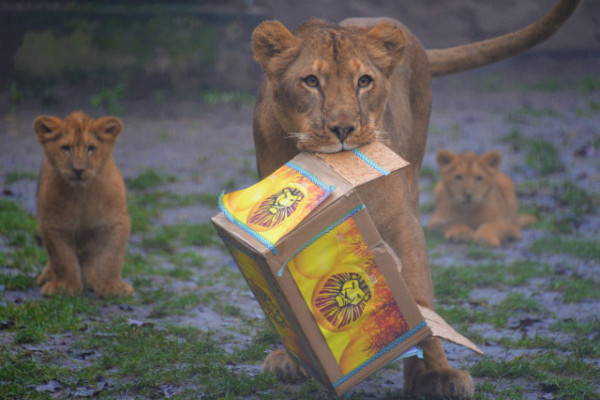 Állatok karácsonya