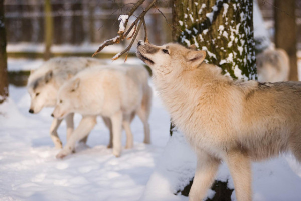 Miért is fontos a környezetgazdagítás