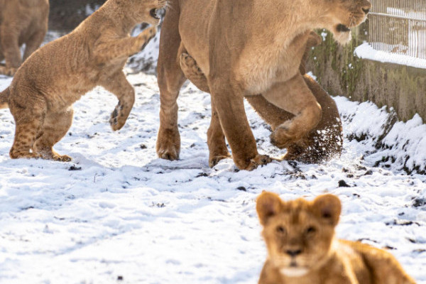 Oroszlánok a hóban?