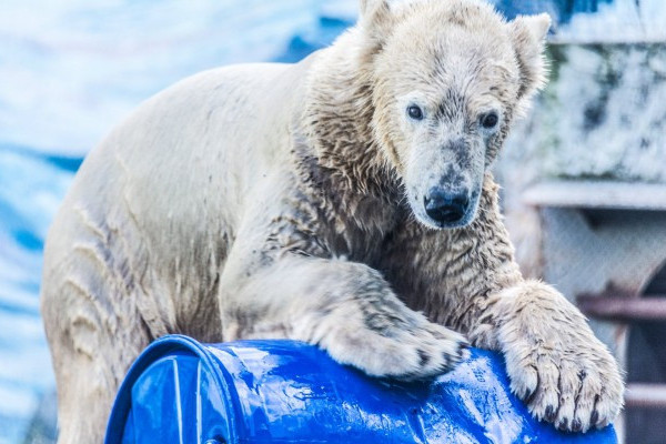 Jegesmedve szülinapi buli