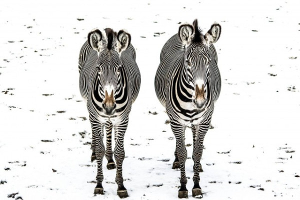 Feketén fehéren a csíkokról