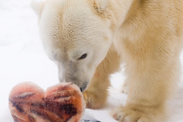 Február 27 a Jegesmedvék Világnapja!