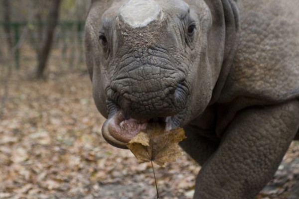 Ma van a Vadvilág Világnapja!