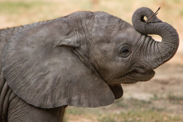 Újra kapható a Segítő jegy