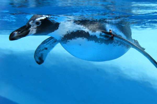 Megérkeztek az első lakók a Jégkorszakba