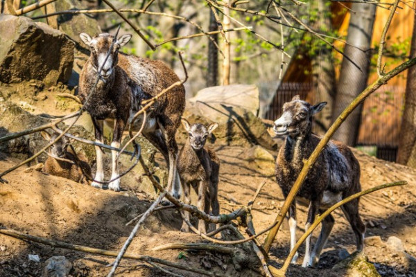 A tavasz eljövetelével egyre több kölyköt és fiókát láthatnak azok, akik ellátogatnak Állatparkunkba