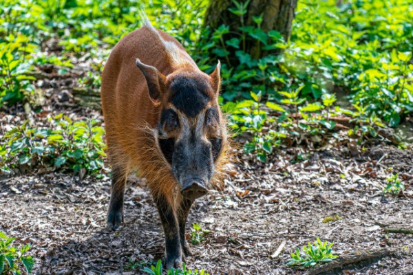 Új faj érkezett az Afrika élővilágát bemutató kifutórendszerbe