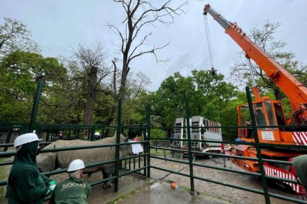 Szélesszájú orrszarvút cserélt a Nyíregyházi Állatpark és a Veszprémi Állatkert