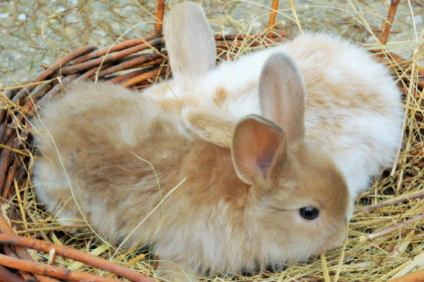 Nyúltartási tippek a felelős állattartás jegyében