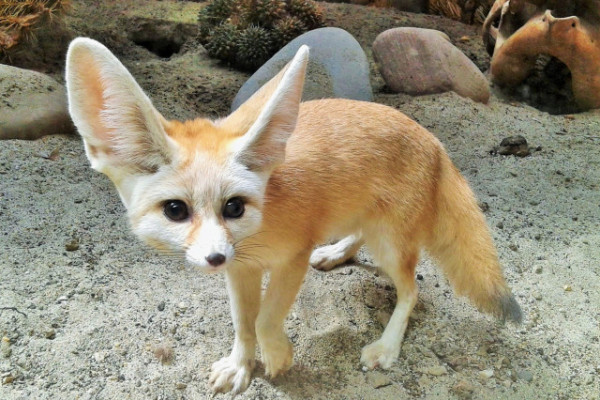 Társ érkezett Állatparkunk nőstény sivatagi rókájához