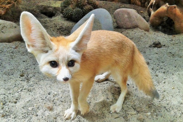 A kis herceg rókája Nyíregyházán