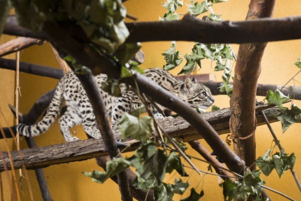 Lesd meg a különleges ragadozót