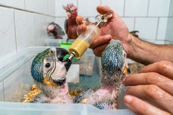 Pótpapa a madaraknál