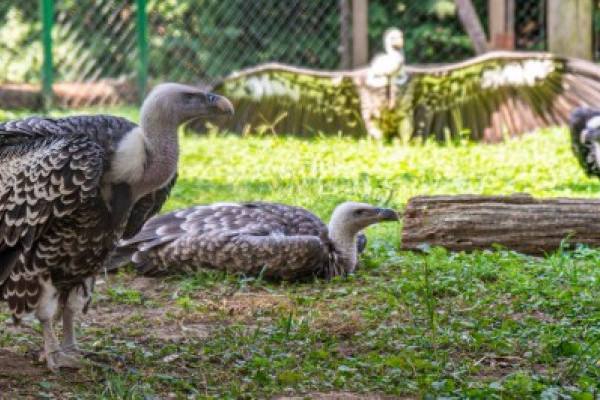 Nagy a sürgés-forgás a karvalykeselyűk háza táján