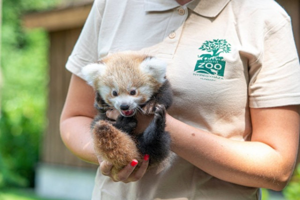 Kis panda született Állatparkunkban