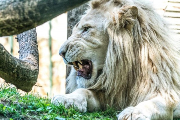 Ma van az Oroszlánok Világnapja!