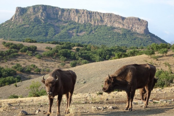 Újabb híreket kaptunk a természetbe visszatelepített bölényünkről