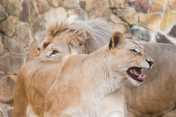 Kedvezményes belépés az Állatok Világnapján!