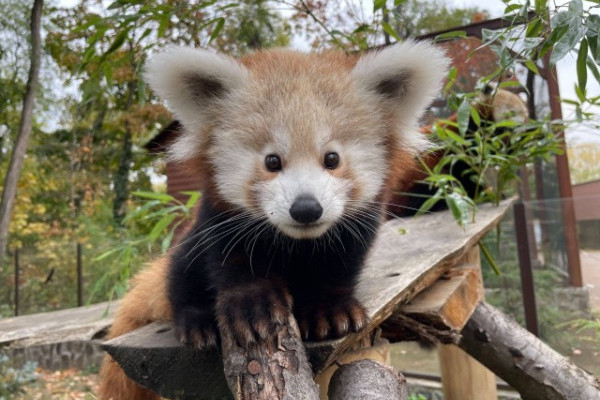 4 hónapos lett a vörös macskamedve kölyök