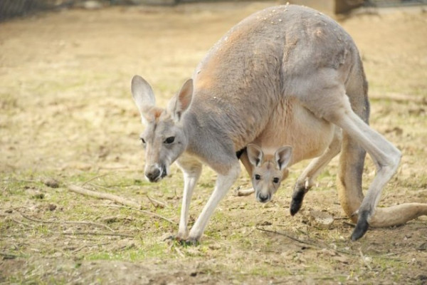 Vörös óriáskenguru bébik az Állatparkban