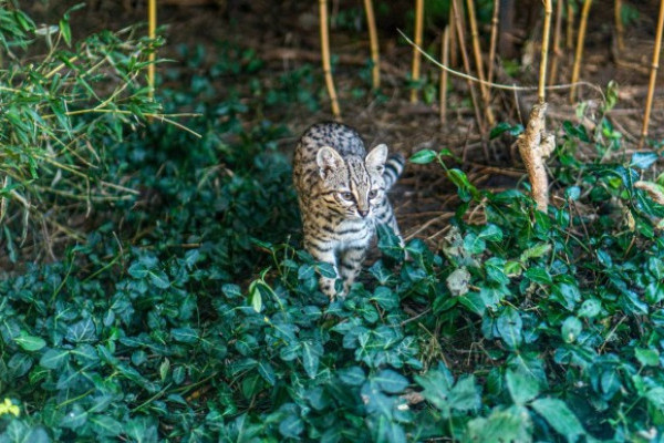 Ma van a Geoffroy-macska Világnapja!