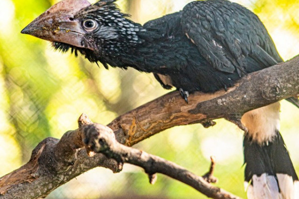Ezüstös szarvcsőrű madarak keltek ki!