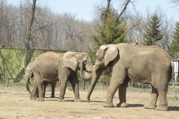 Ma van a Vadvilág Világnapja!