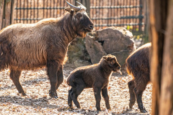 Ázsiában őshonos Mishmi-takin született