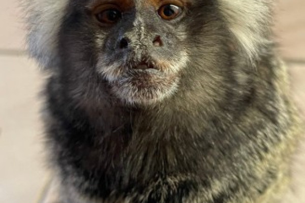 Megérkezett az első mentett állat Ukrajnából Állatparkunkba.
