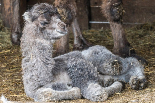 Gyarapodott a kétpúpú teve állományunk