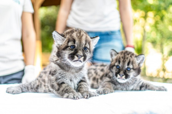 Puma ikrek születtek Állatparkunkban