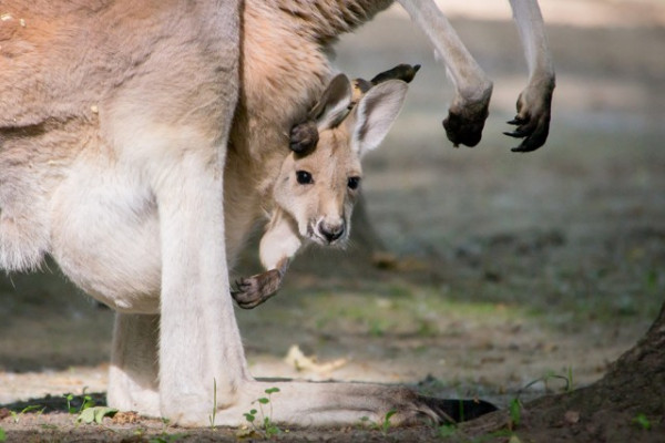 Már láthatóak parkunk legifjabb vörös óriáskenguru bébijei