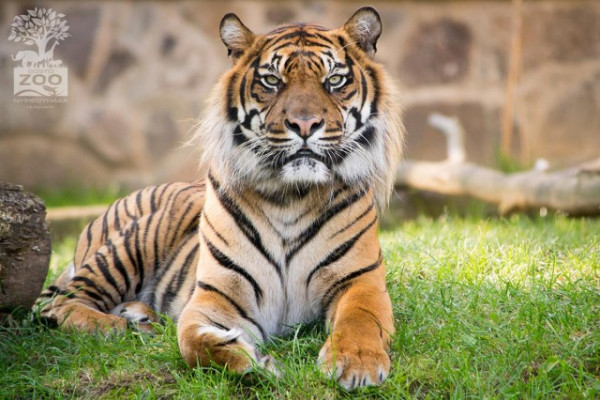 Február 1-én kezdődött-a kínai újév szerint- a Tigris Éve