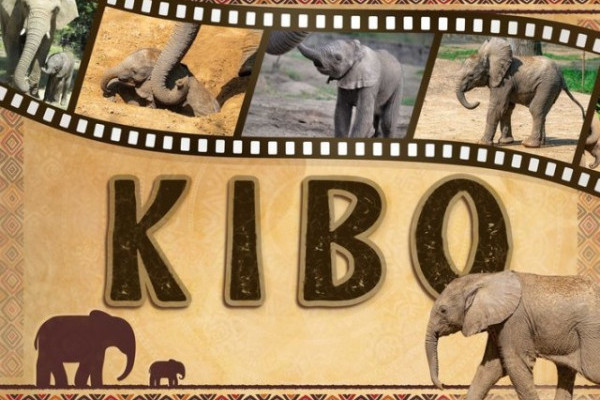 Nevet kapott a kis elefánt