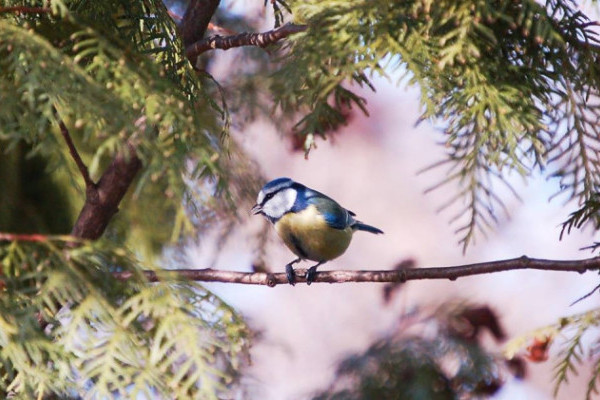 Téli madáretetési tippek