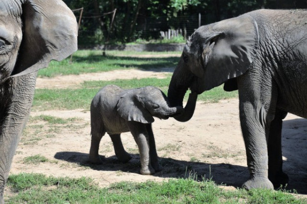 Augusztus 12- Az Elefántok Világnapja!