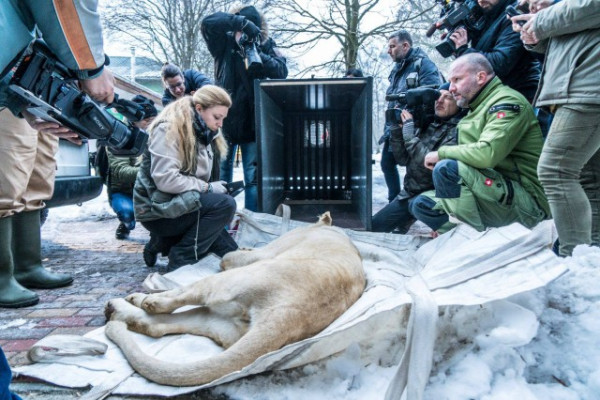 Izraelbe utaznak a nyíregyházi fehér oroszlánok